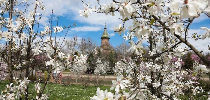 Vine primăvara în Timișoara?