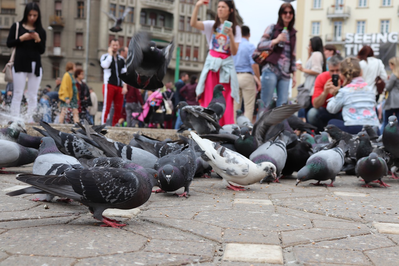Porumbeii vor putea fi hrăniți din nou pe domeniul public din Timișoara. Primăria pierde procesul deschis de asociația pentru protecția animalelor