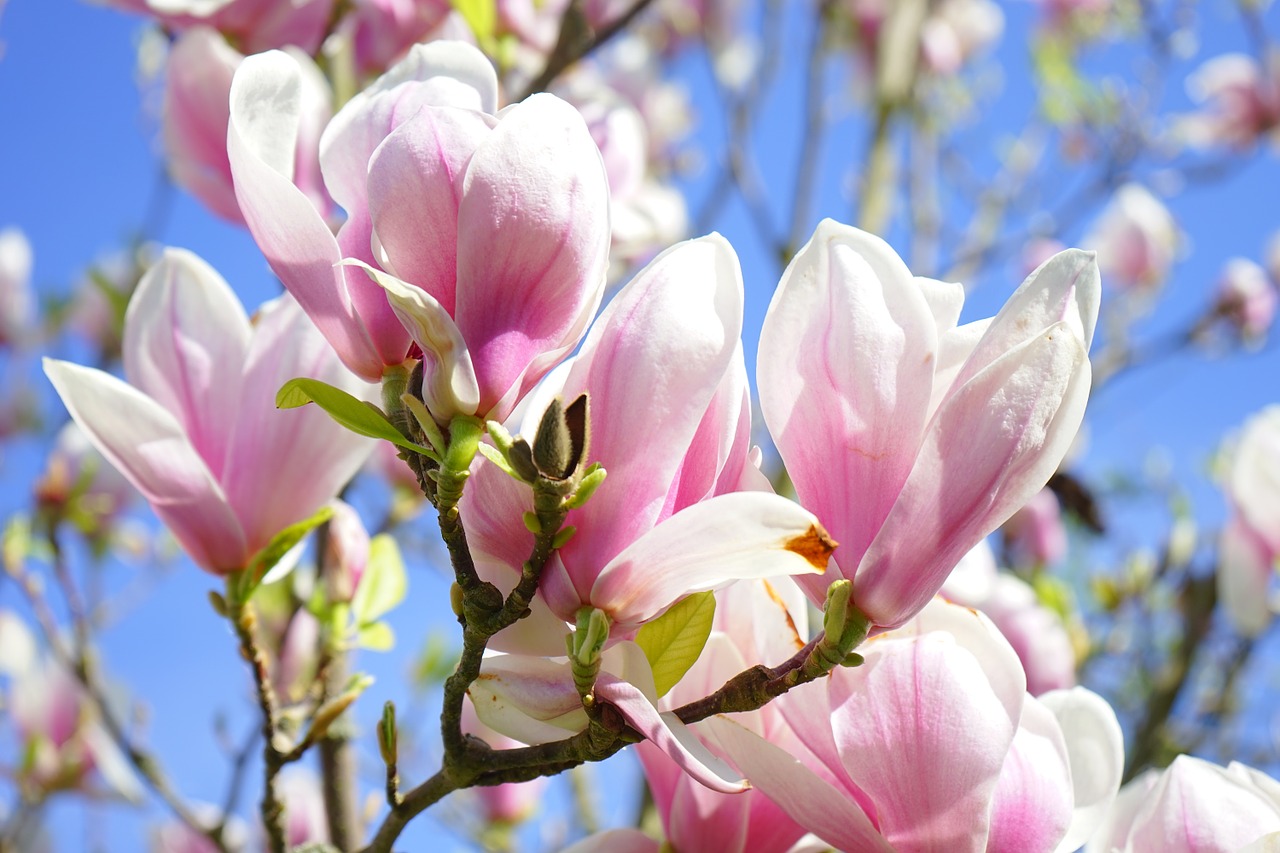 magnolie_floare