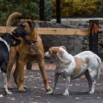 Licitația pentru sterilizarea gratuită a câinilor de rasă comună și metiși din Timișoara a primit o ofertă