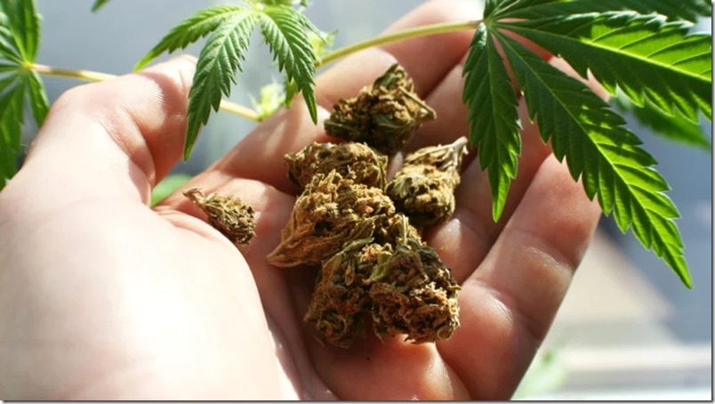 cannabis