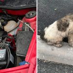 Un cățel din Timișoara a călătorit 100 de km sub capota unei mașini și a scăpat nevătămat de lângă motor catel_capota_masina
