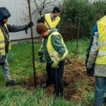 Aleea Sănătății din Timișoara, mai verde cu 75 de noi arbori plantați de primărie 1-plantare_copaci
