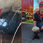VIDEO | Cățel salvat de pompieri după ce a căzut într-un canal în Timișoara salvare_catel_pompieri2
