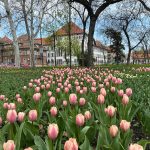 lalele_Timisoara