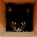 schrodingers-cat-crop-gettyimage