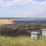 1-incendiu_vegetatie_stupi