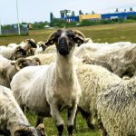 Găini, porci și cai în oraș. Amenzi de până la 2.500 lei pentru timișorenii care cresc animale de fermă în cartiere 4-oi_Timisoara