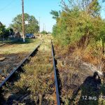 1-incendiu_vegetatie_Timis