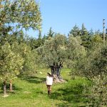6-masline_Turcia