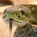 Revista presei cu Anton Kovacs - 01.03.2026 Cover01032026