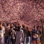 Timișoara domină topurile naționale: 14 nominalizări la „Oscarurile” turismului din România timisoara_flori_tunel