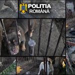Colaj foto cu câinii găsiți de polițiști în localitatea Uivar, județul Timiș