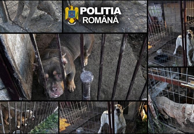Colaj foto cu câinii găsiți de polițiști în localitatea Uivar, județul Timiș