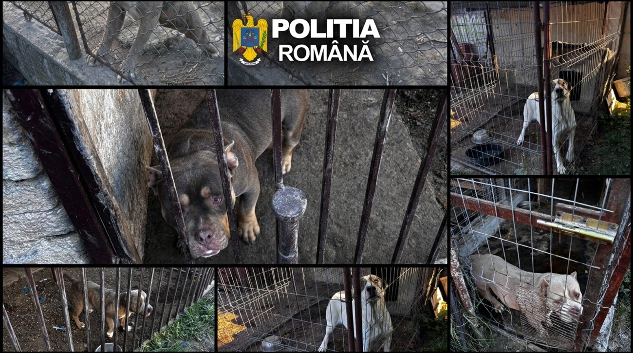 Colaj foto cu câinii găsiți de polițiști în localitatea Uivar, județul Timiș