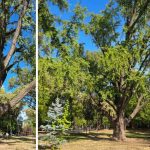 Ginkgo biloba din Parcul Copiilor Timisoara, arbore remarcabil centenar