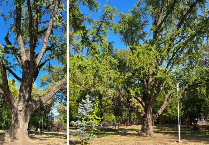 Ginkgo biloba din Parcul Copiilor Timisoara, arbore remarcabil centenar