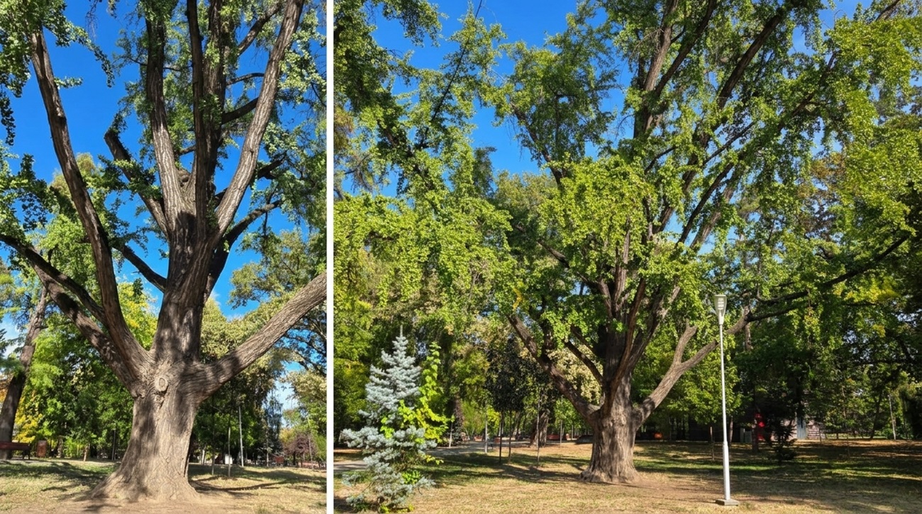 Ginkgo biloba din Parcul Copiilor Timisoara, arbore remarcabil centenar
